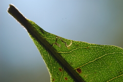 Ectoedemia trinotata