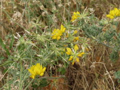 Lotus sessilifolius
