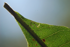 Ectoedemia trinotata