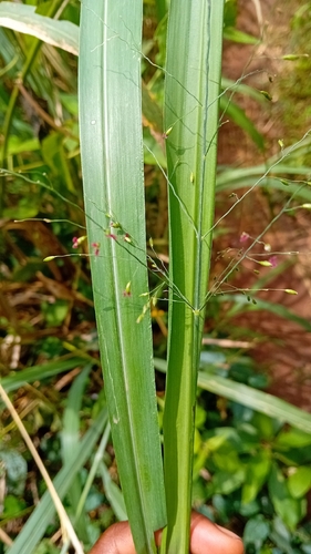 Jersey Love-grass