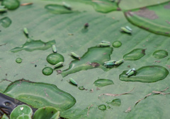 Draeculacephala inscripta