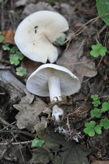 Tricholoma album