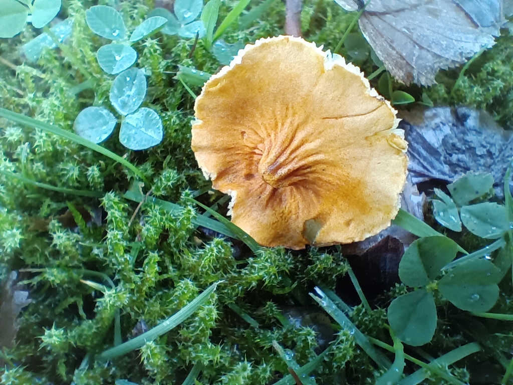 Cystoderma amianthinum · November 2025 · photo: © considerthelilies (iNaturalist, cc-by)