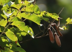 Ventilago madraspatana
