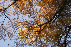 Pseudolarix amabilis