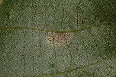 Ectoedemia trinotata