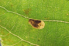 Ectoedemia trinotata