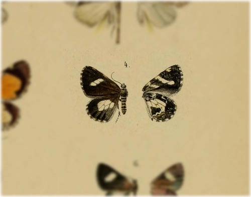 Erateina subjunctaria