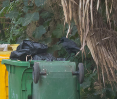 Corvus macrorhynchos