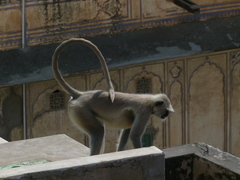 Semnopithecus entellus