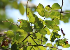 Ventilago madraspatana