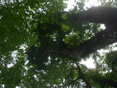 Swietenia macrophylla