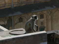 Semnopithecus entellus