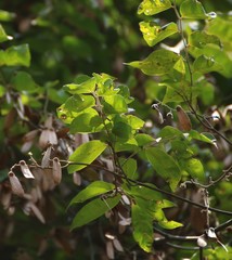 Ventilago madraspatana