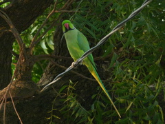 Psittacula krameri