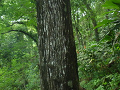 Swietenia macrophylla