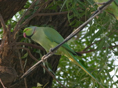 Psittacula krameri