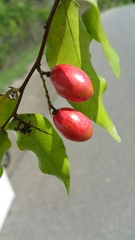 Olacaceae