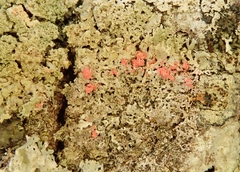 Marchandiomyces corallinus