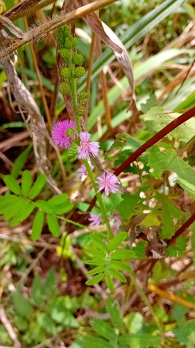 Giant False Sensitive Plant