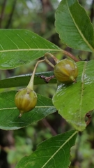 Psorospermum