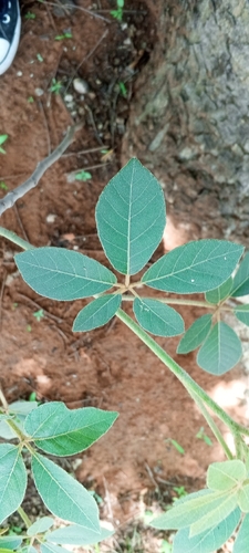 manketti-tree (Schinziophyton rautanenii)
