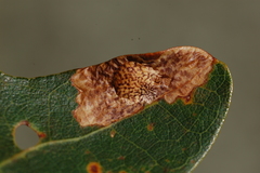 Tischeria quercitella