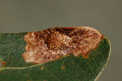 Tischeria quercitella