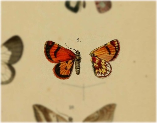 Pseudopsodos chrysopterata
