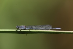 Pseudagrion draconis