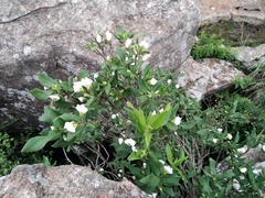 Bowkeria verticillata