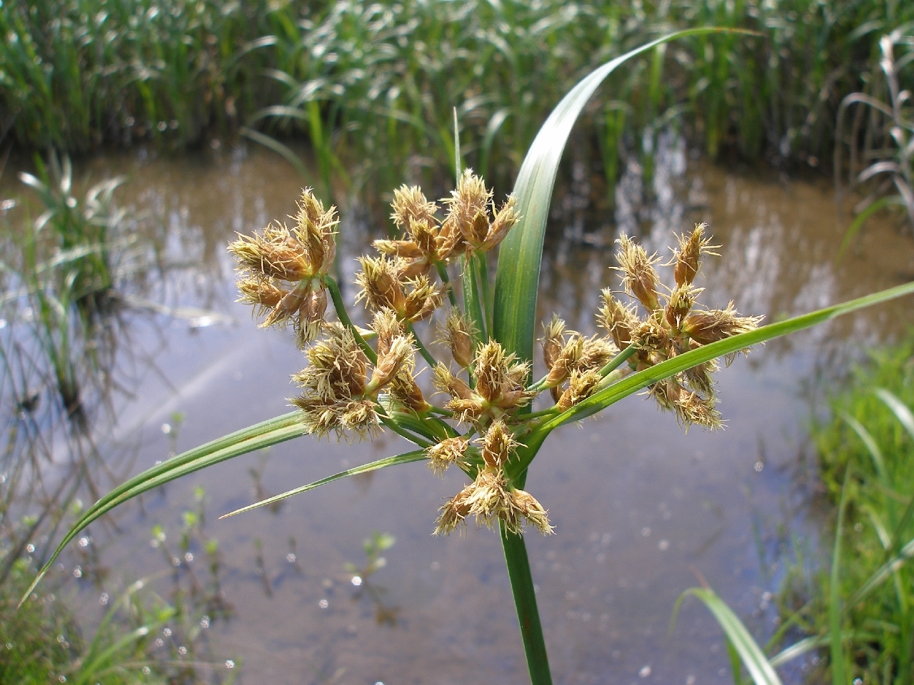 Bolboschoenus fluviatilis