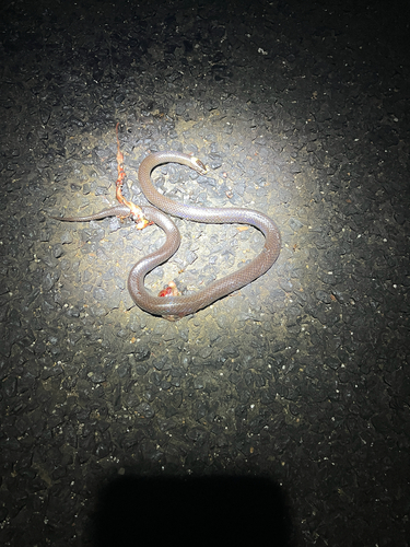 White-crowned Snake sighting