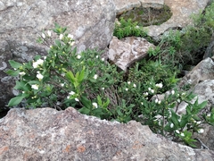 Bowkeria verticillata