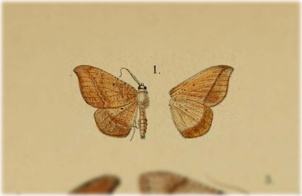 Patalene suggillaria