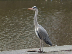 Ardea cinerea