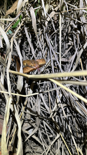 Brown Tree Snake sighting