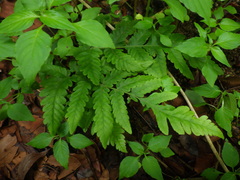 Tectaria subsageniacea