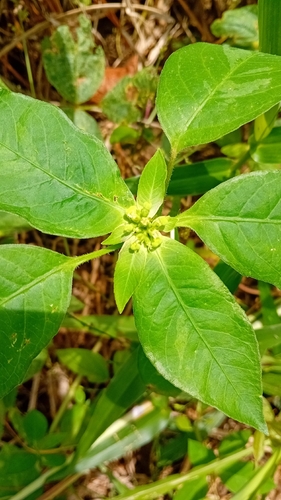 painted spurge