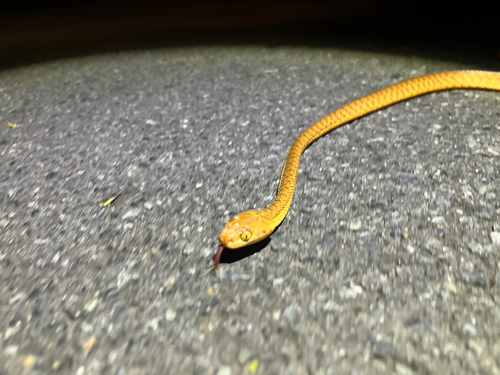 Brown Tree Snake sighting