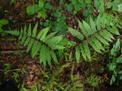 Pteridrys syrmatica