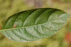 Mompha solomoni