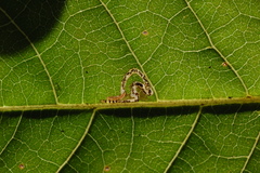Mompha solomoni