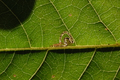 Mompha solomoni