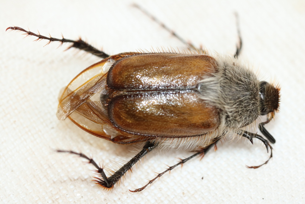 Palacephala