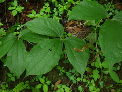 Dioscorea hispida