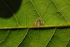 Mompha solomoni