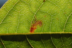 Mompha solomoni