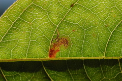 Mompha solomoni