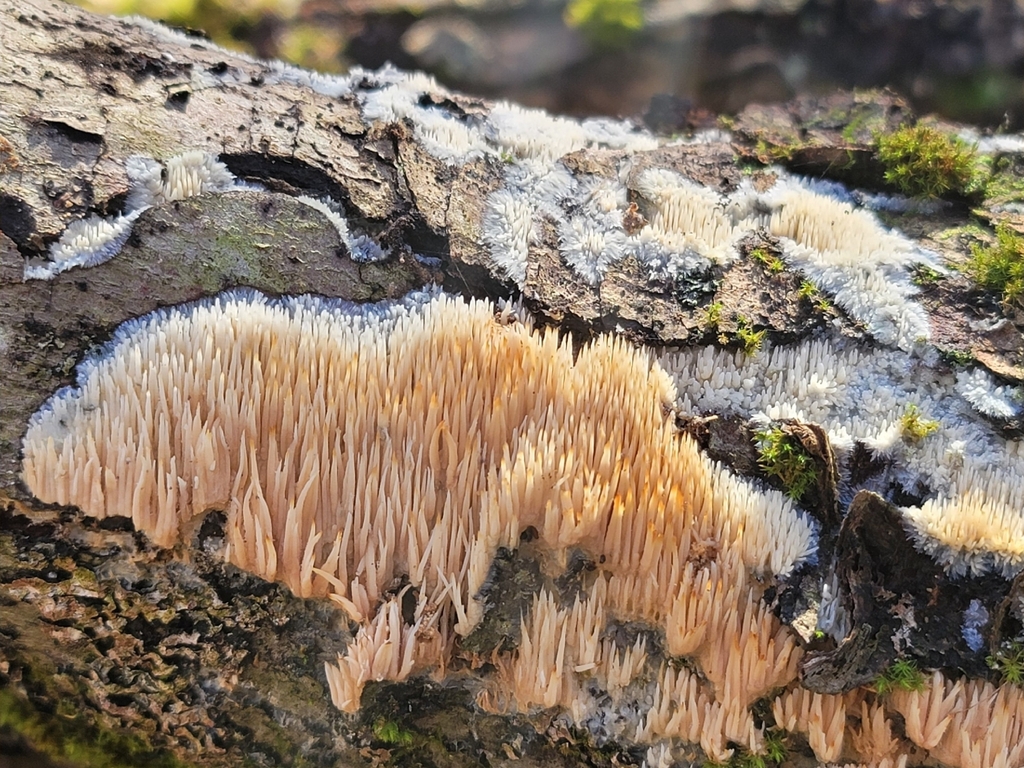 Radulomyces copelandii · November 2025 · photo: © dulbert (iNaturalist, cc0)